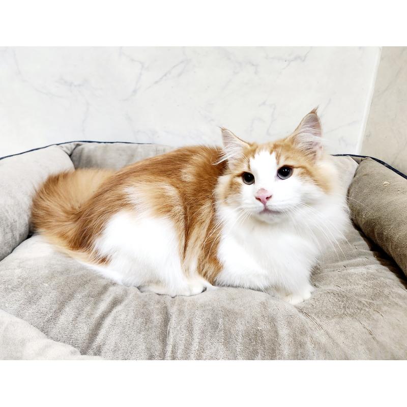 販売中の北海道のノルウェージャンフォレストキャット-124830の5枚目