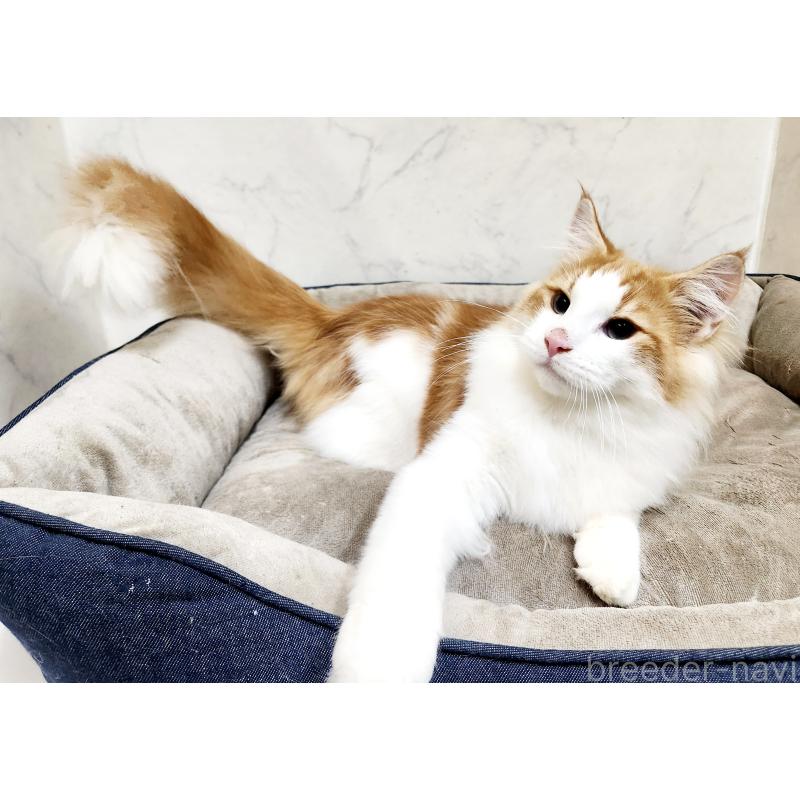 販売中の北海道のノルウェージャンフォレストキャット-124830の4枚目