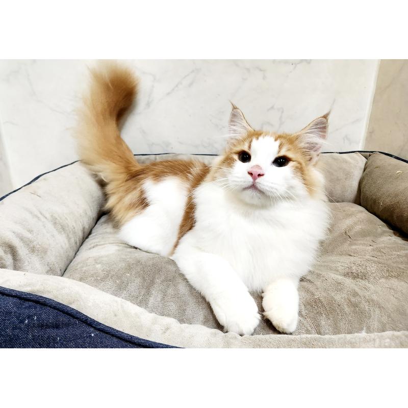 販売中の北海道のノルウェージャンフォレストキャット-124830の3枚目