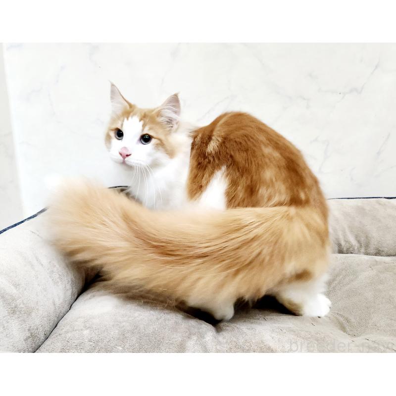 販売中の北海道のノルウェージャンフォレストキャット-124830の2枚目