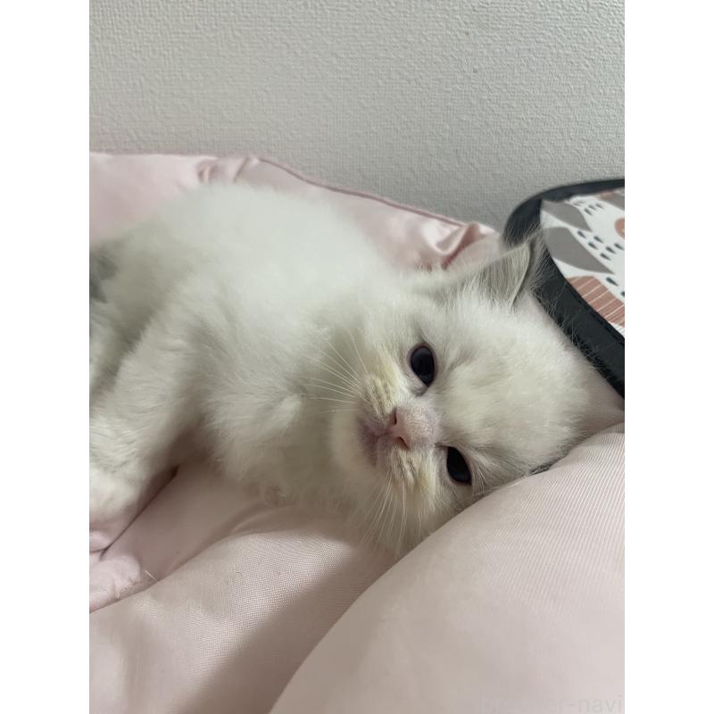 成約済の千葉県のラグドール-131336の14枚目