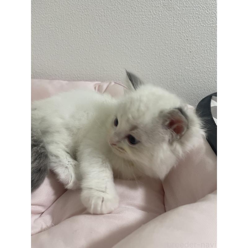 成約済の千葉県のラグドール-131336の13枚目