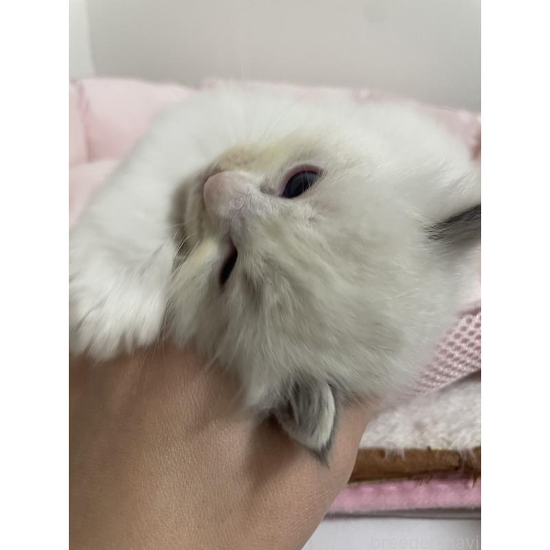 成約済の千葉県のラグドール-131336の12枚目