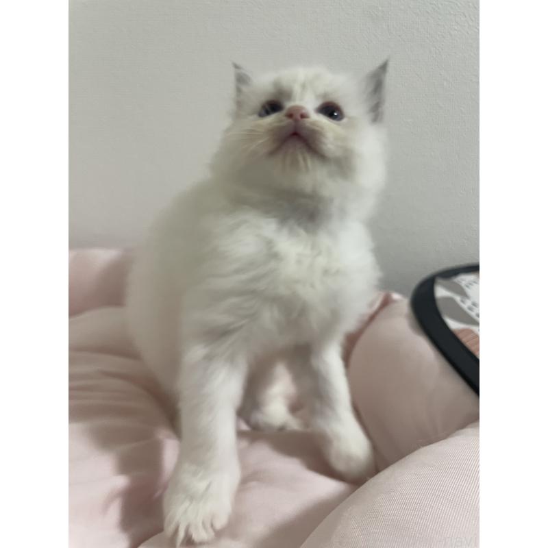 成約済の千葉県のラグドール-131336の11枚目