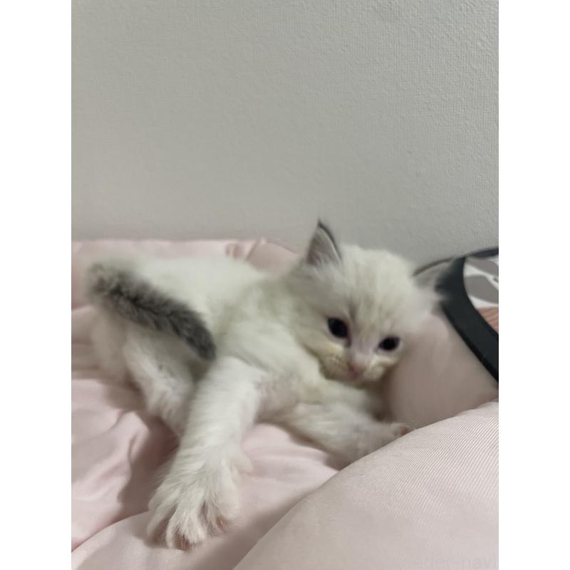 成約済の千葉県のラグドール-131336の10枚目