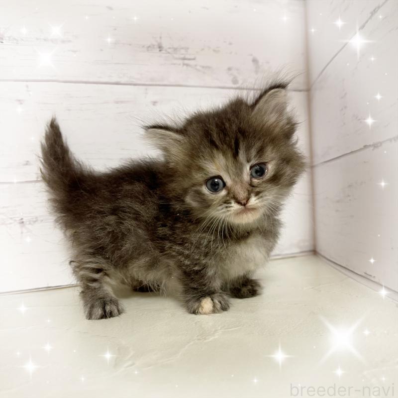 販売中の東京都のミヌエット-131373の1枚目