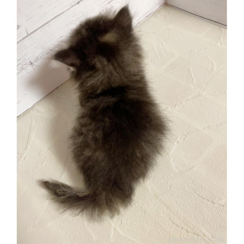 販売中の東京都のミヌエット-131373の5枚目