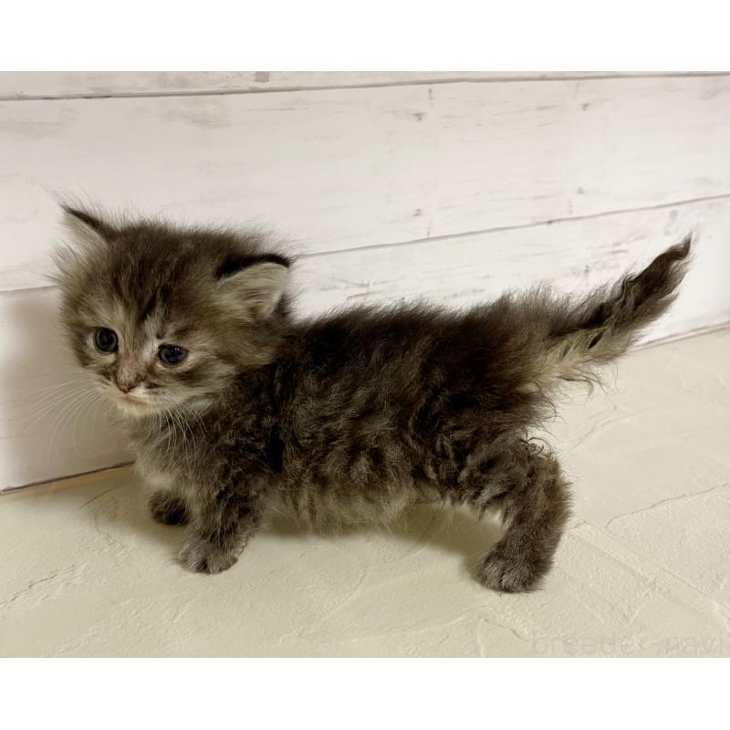 販売中の東京都のミヌエット-131373の4枚目