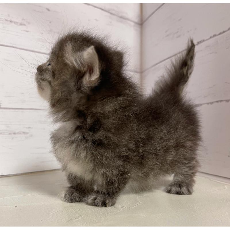 販売中の東京都のミヌエット-131373の3枚目