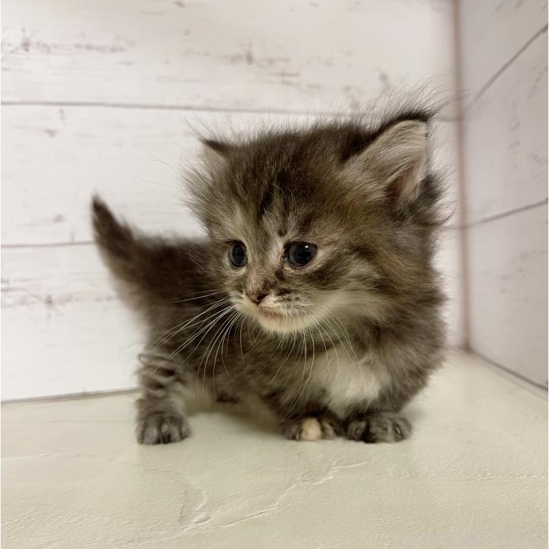 販売中の東京都のミヌエット-131373の2枚目