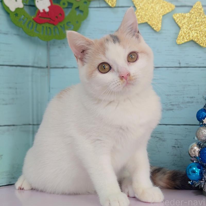 販売中の東京都のスコティッシュフォールド-130337