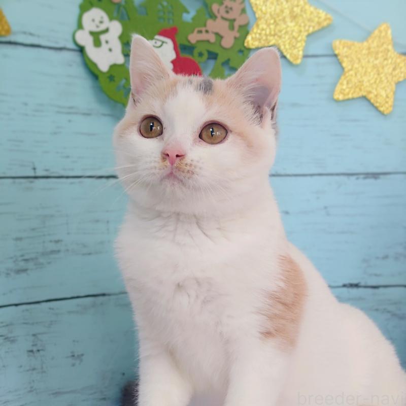 成約済の東京都のスコティッシュフォールド-130337の5枚目