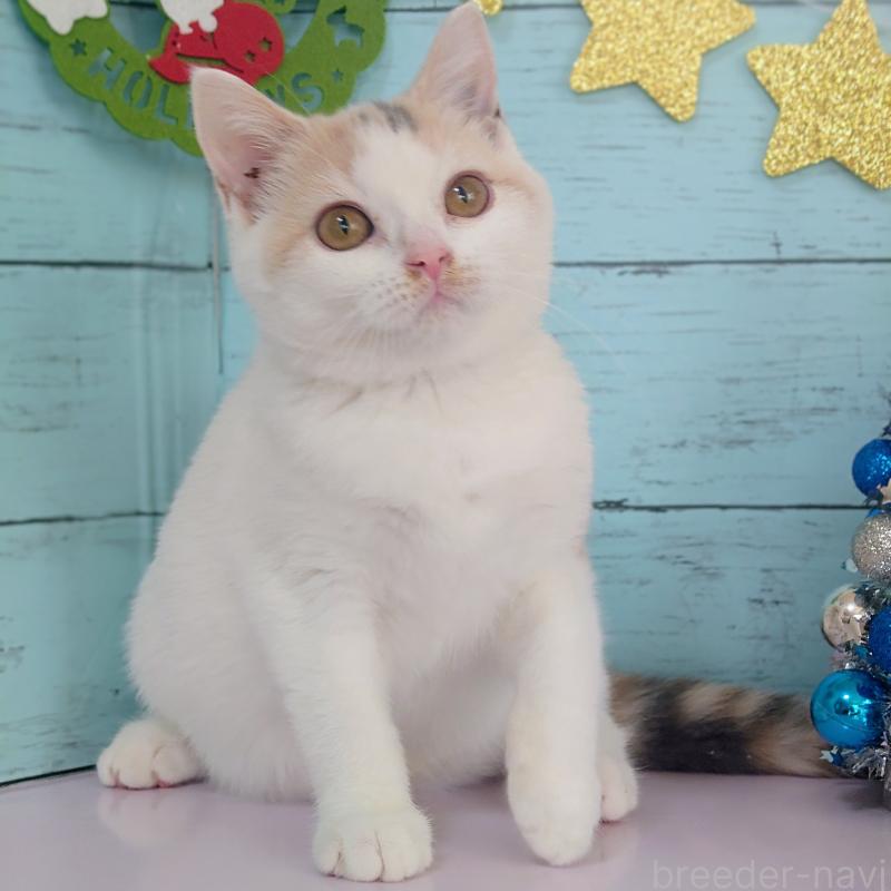 成約済の東京都のスコティッシュフォールド-130337の4枚目