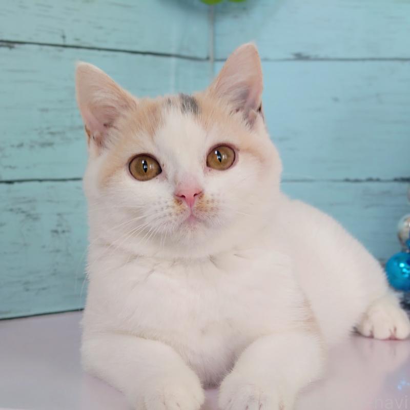 成約済の東京都のスコティッシュフォールド-130337の3枚目