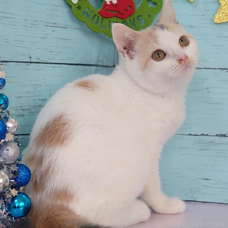 成約済の東京都のスコティッシュフォールド-130337の2枚目