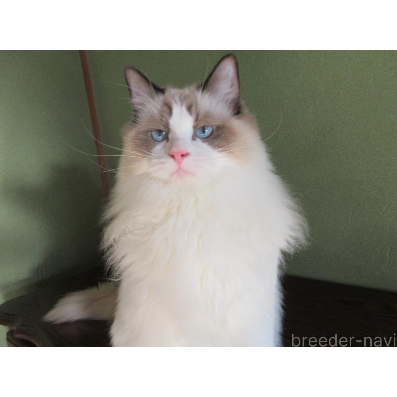 販売中の大分県のラグドール-111716の14枚目