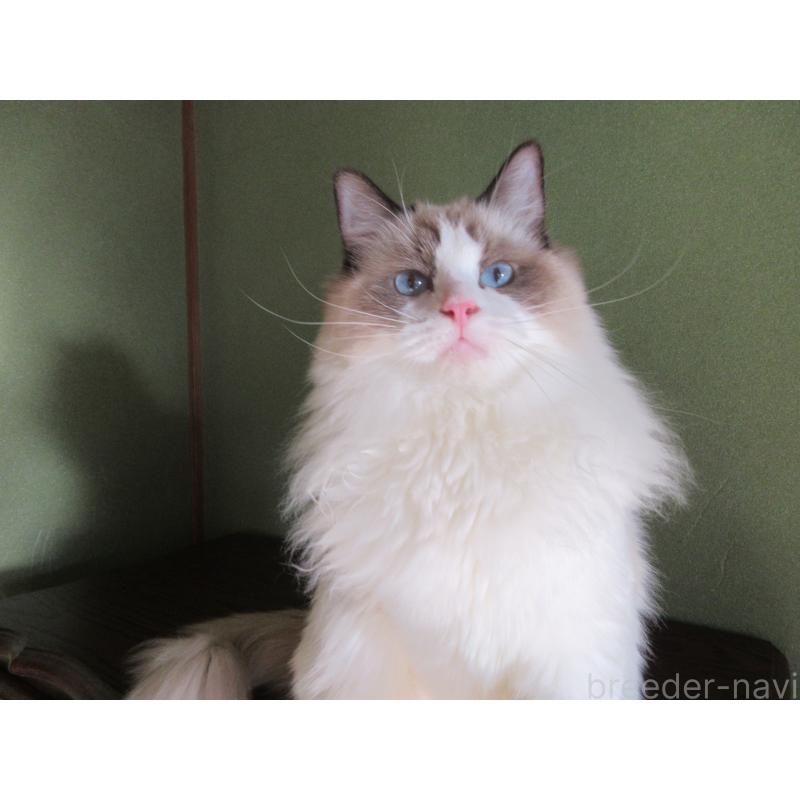 販売中の大分県のラグドール-111716の13枚目