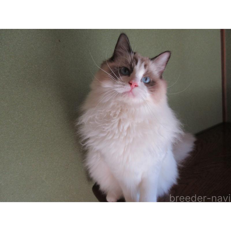 販売中の大分県のラグドール-111716の12枚目