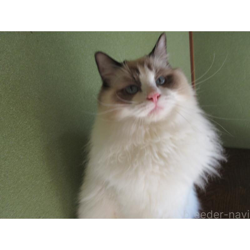 販売中の大分県のラグドール-111716の10枚目