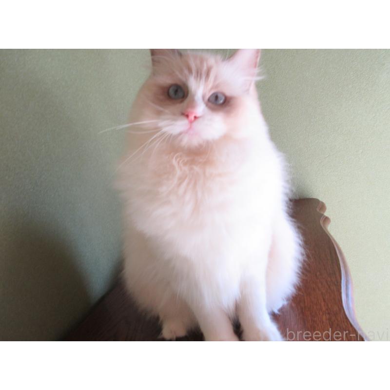 販売中の大分県のラグドール-112361の5枚目