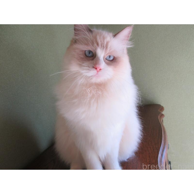 販売中の大分県のラグドール-112361の4枚目