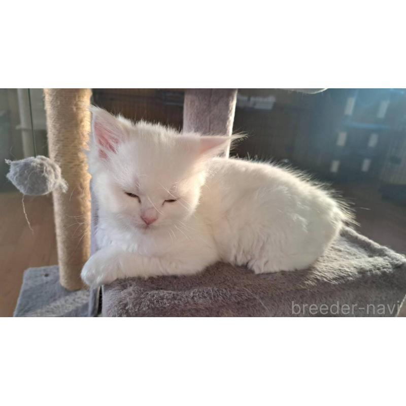 成約済の栃木県のサイベリアン-129257の2枚目