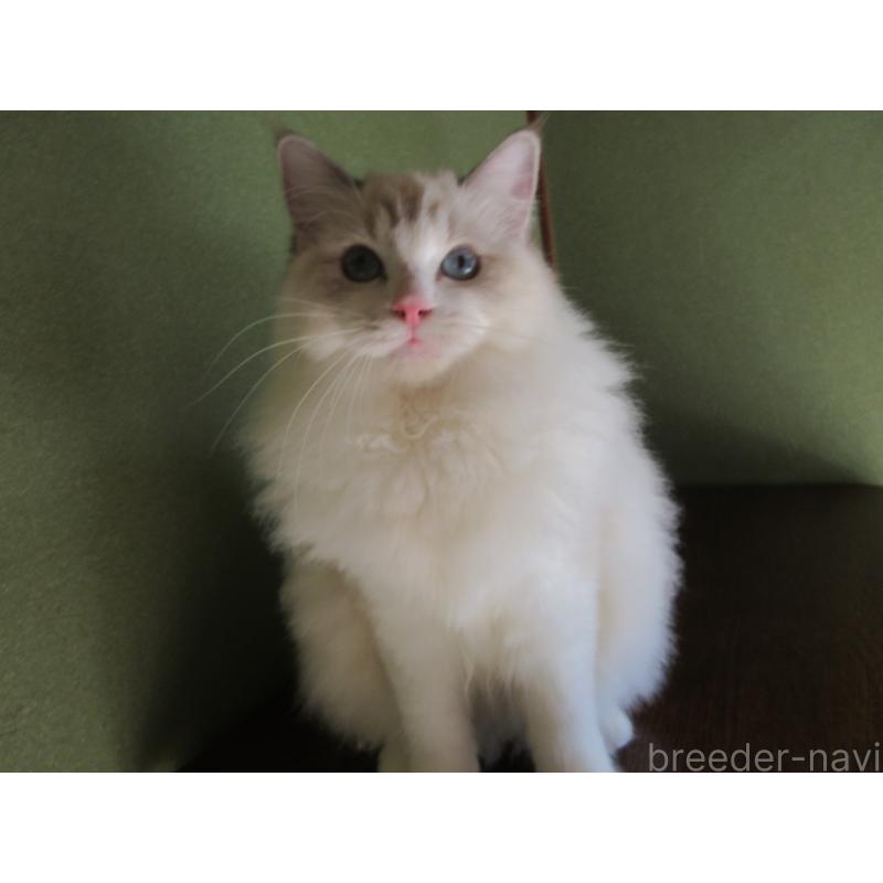 販売中の大分県のラグドール-111959の11枚目