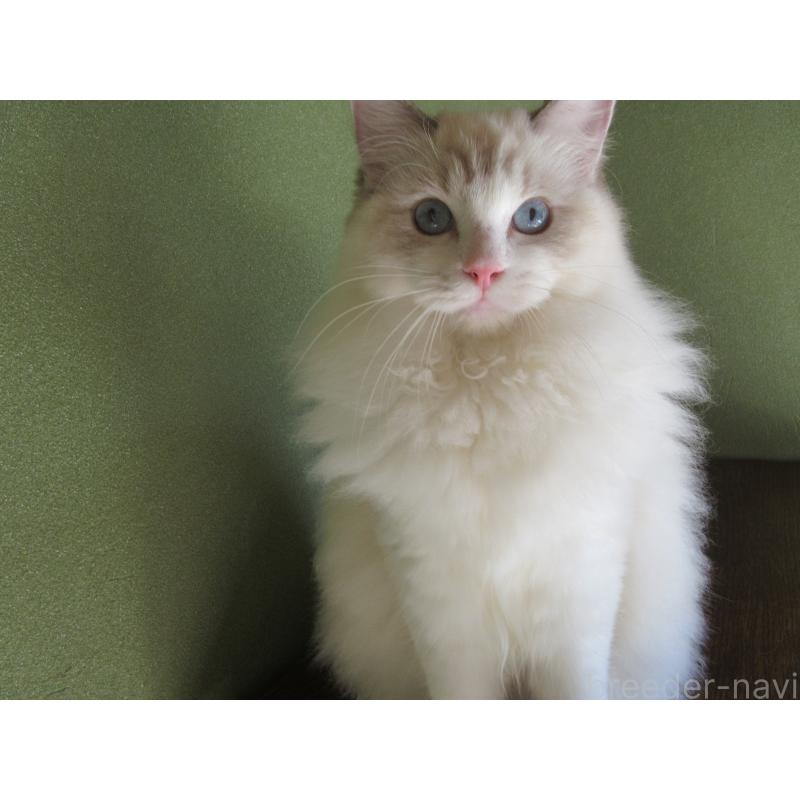 販売中の大分県のラグドール-111959の10枚目