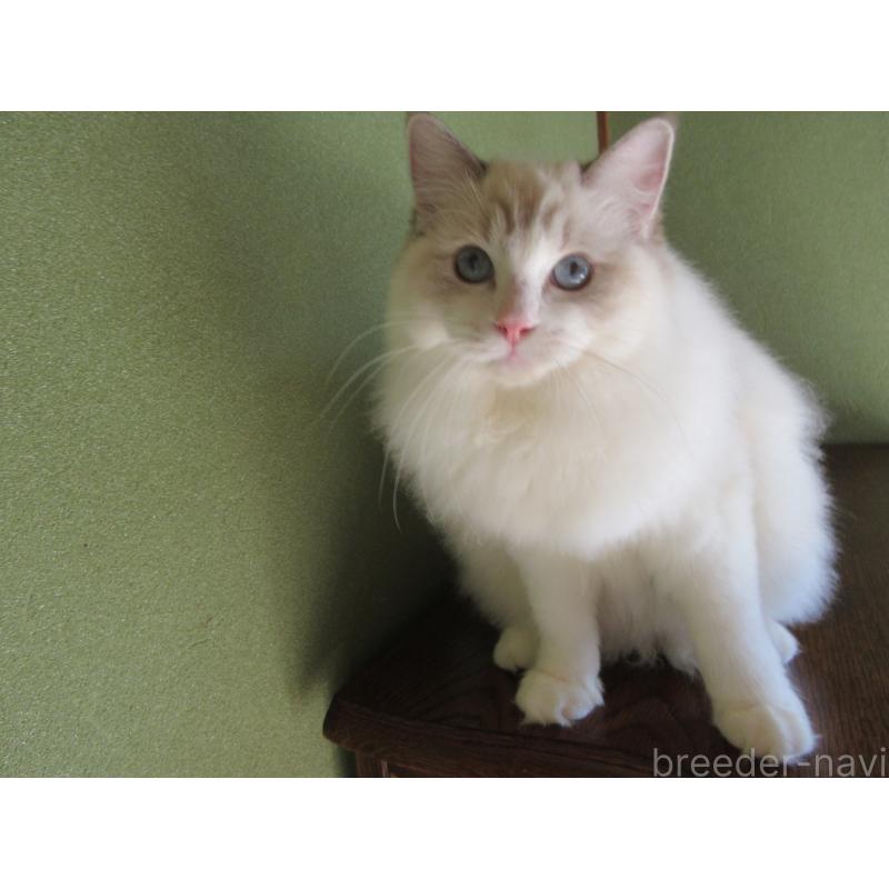 販売中の大分県のラグドール-111959の9枚目