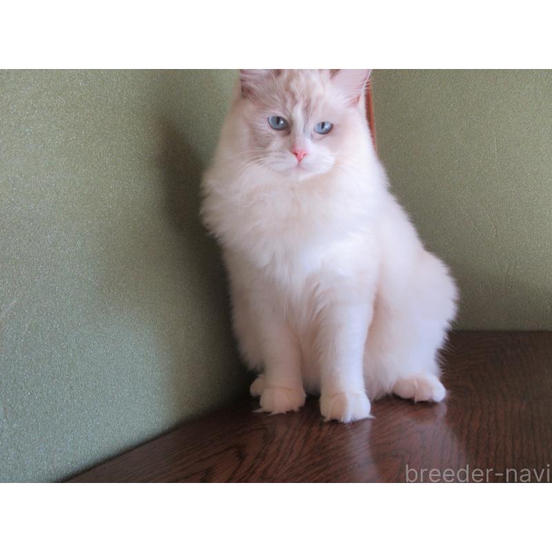 販売中の大分県のラグドール-121191の6枚目