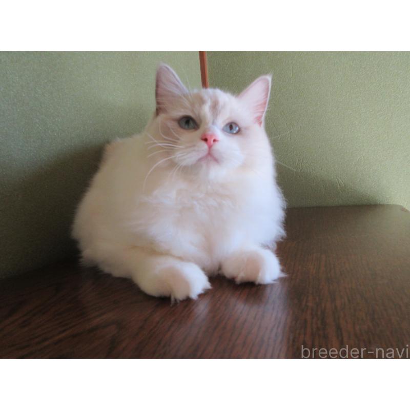 販売中の大分県のラグドール-121191の5枚目