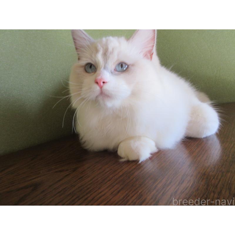 販売中の大分県のラグドール-121191の4枚目