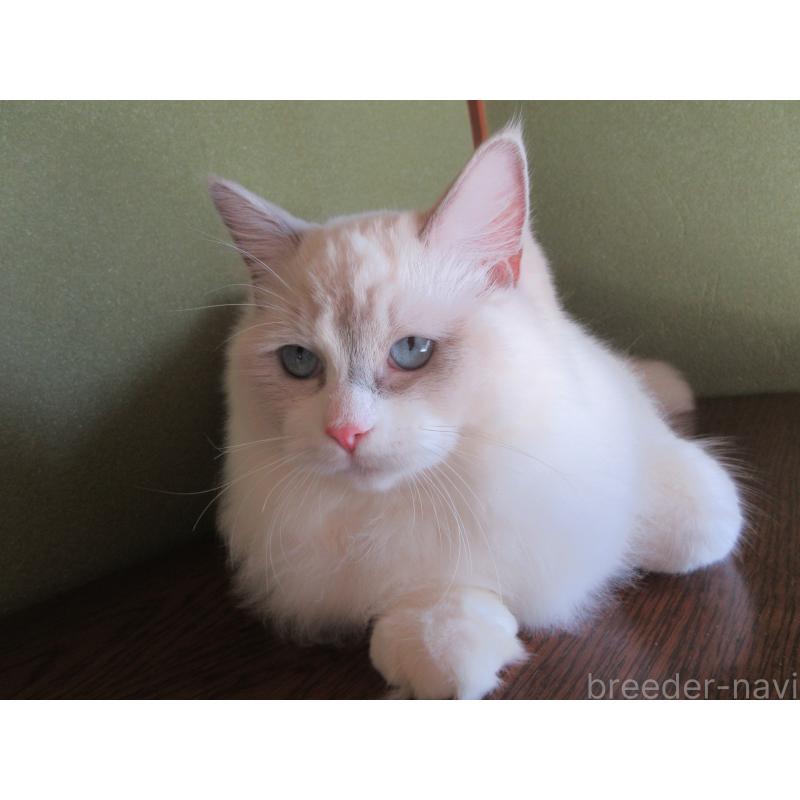 販売中の大分県のラグドール-121191の3枚目