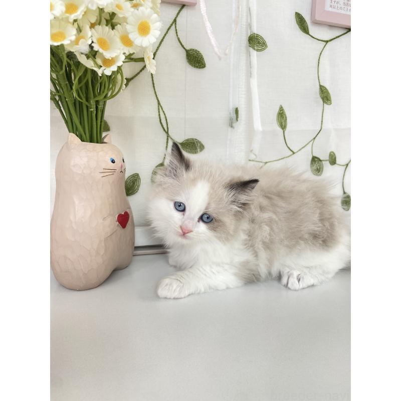 成約済の大阪府のラグドール-130345の3枚目