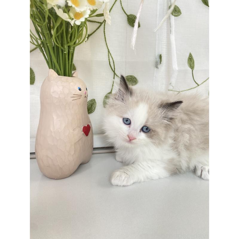 成約済の大阪府のラグドール-130345の2枚目