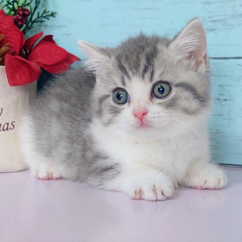 販売中の東京都のマンチカン-131375の5枚目