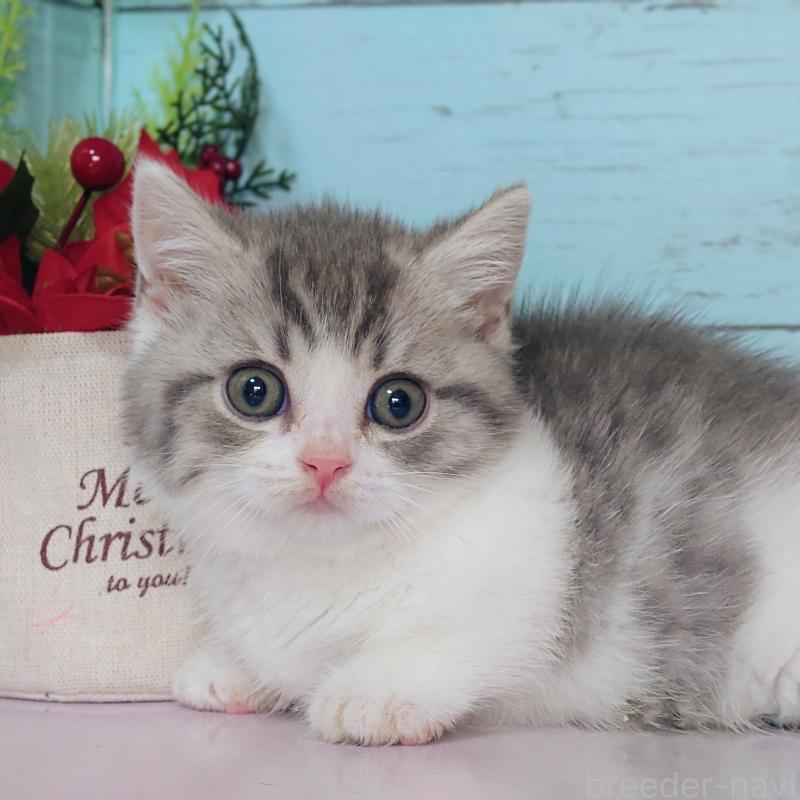 販売中の東京都のマンチカン-131375の4枚目