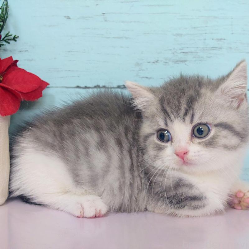 販売中の東京都のマンチカン-131375の3枚目