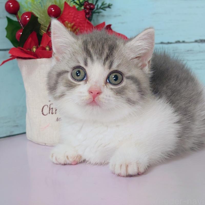 販売中の東京都のマンチカン-131375の2枚目