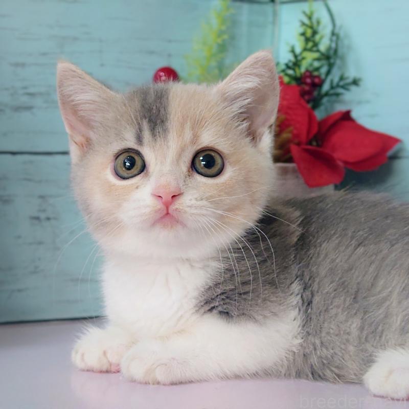 販売中の東京都のマンチカン-131376