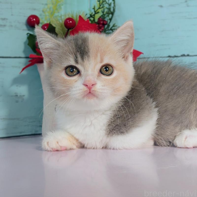 販売中の東京都のマンチカン-131376の5枚目