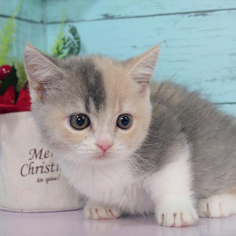 販売中の東京都のマンチカン-131376の4枚目