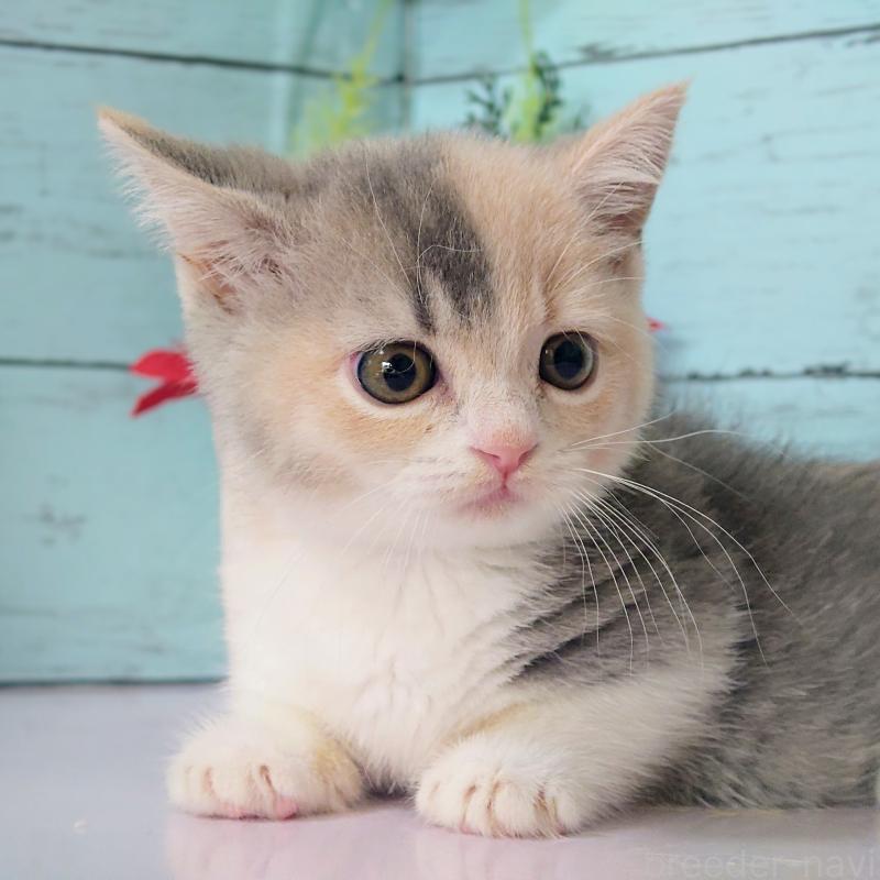 販売中の東京都のマンチカン-131376の3枚目