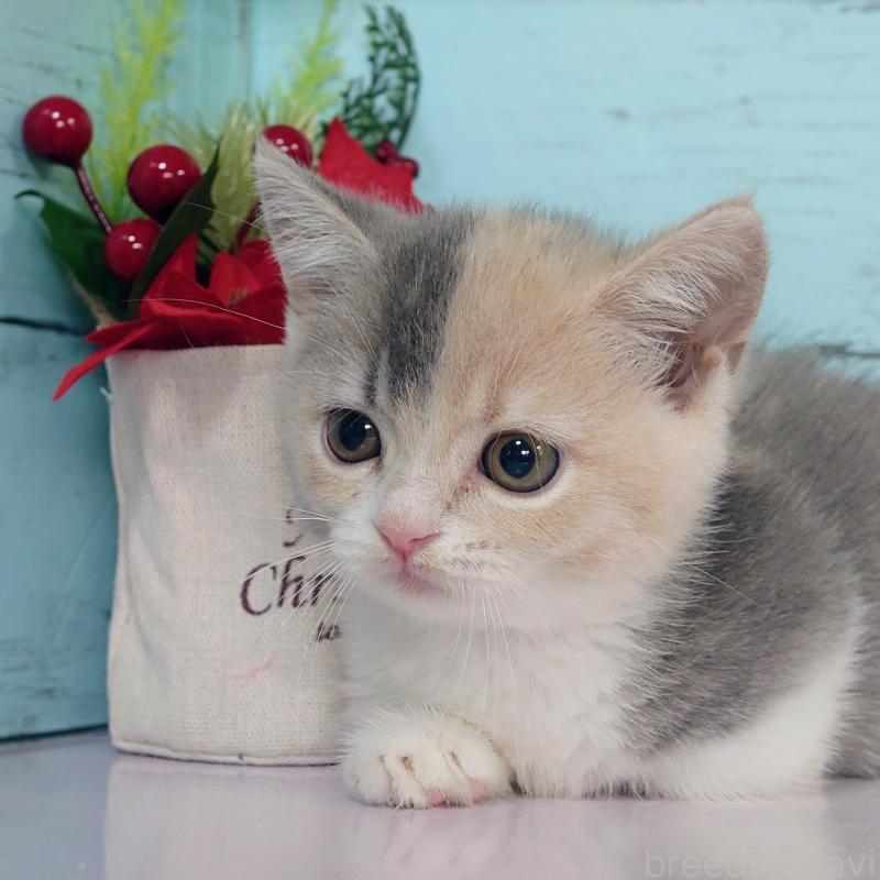 販売中の東京都のマンチカン-131376の2枚目