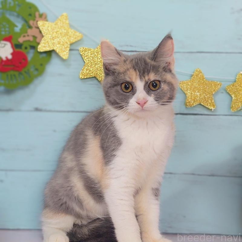 販売中の東京都のマンチカン-125762