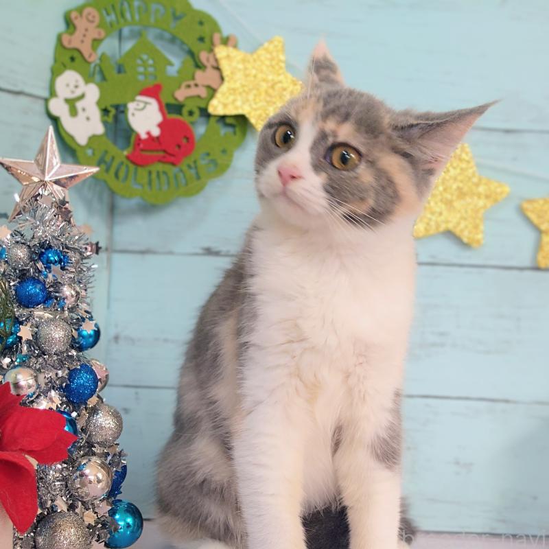 成約済の東京都のマンチカン-125762の4枚目