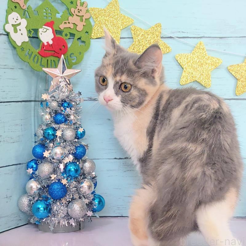 成約済の東京都のマンチカン-125762の3枚目