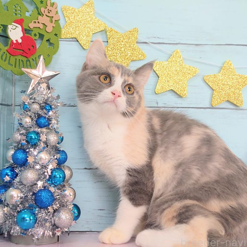 成約済の東京都のマンチカン-125762の2枚目