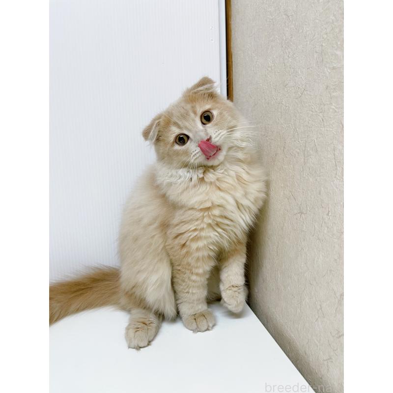 販売中の東京都のスコティッシュフォールド(折れ耳)-125724の4枚目