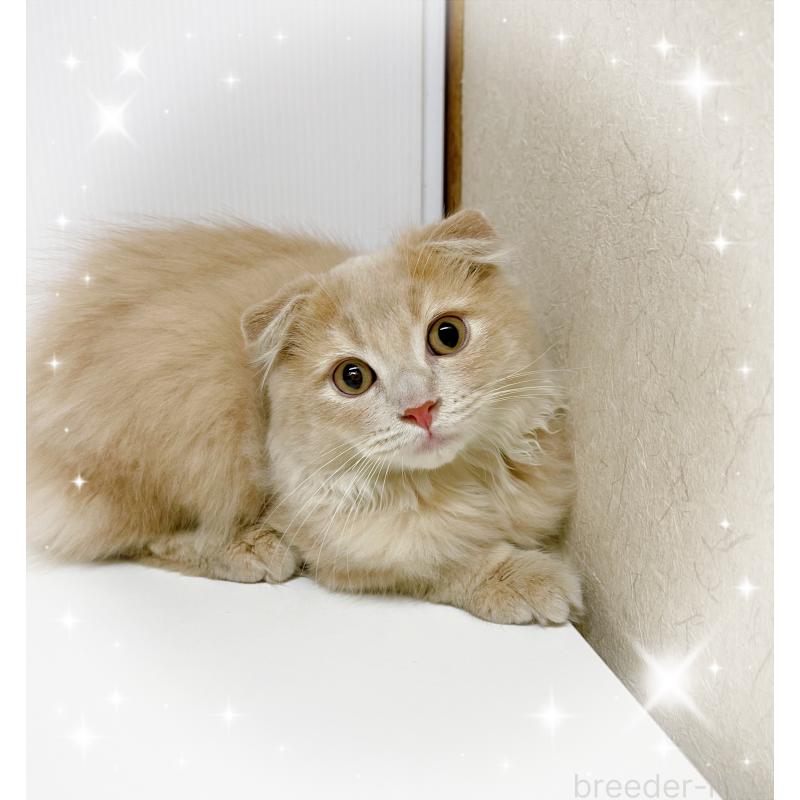 販売中の東京都のスコティッシュフォールド(折れ耳)-125724の3枚目